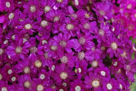 荷兰菊春天怎么种植