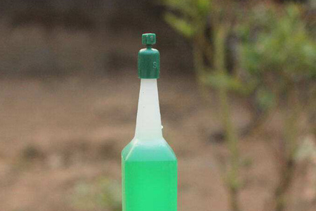 水培绿萝怎么种植