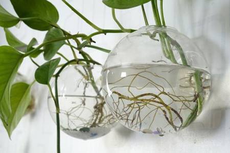 水培绿萝怎么种植