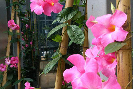 飘香藤可以活多少年