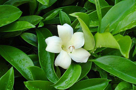 非洲茉莉的养殖办法和注意些什么