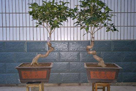 桂花什么时候换盆最好