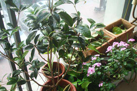 桂花什么时候换盆最好