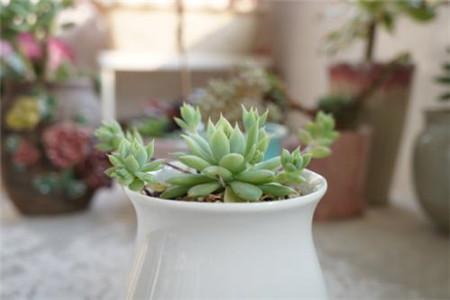 冬季养花7大技巧