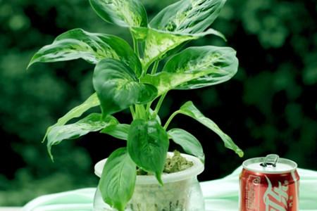 冬季养花7大技巧