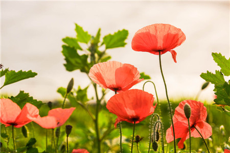 室内不适合养什么花草植物