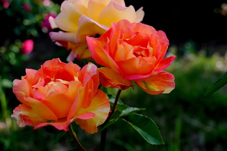 室内不适合养什么花草植物