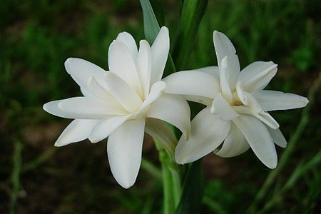 室内不适合养什么花草植物