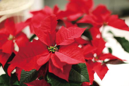 室内不适合养什么花草植物