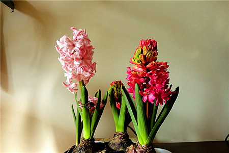 风信子可以放室内吗