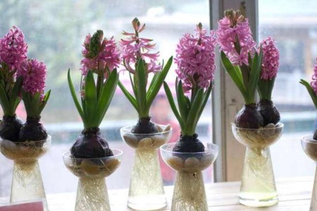 风信子可以放室内吗