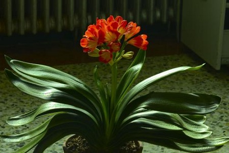 君子兰换盆后怎么种植