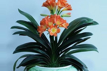 君子兰换盆后怎么种植