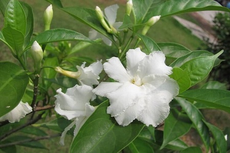 狗牙花的养殖办法和注意些什么