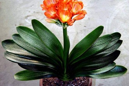 君子兰换盆后怎么种植