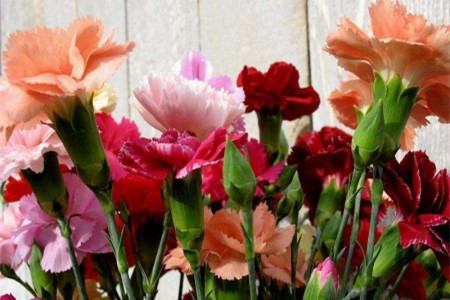 康乃馨的养殖办法和注意些什么