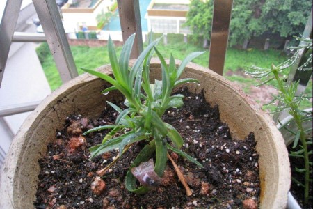 康乃馨的养殖办法和注意些什么