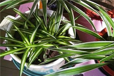 吊兰怎么种植长得好