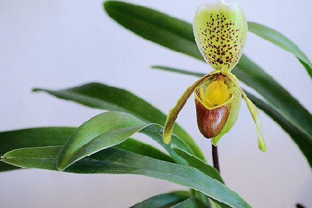 兰花秋天怎么种植