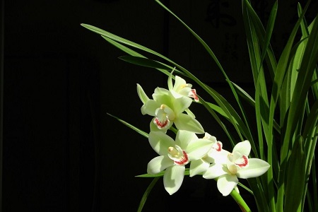 兰花秋天怎么种植