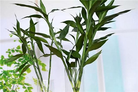 开运竹怎么种植，养几根好