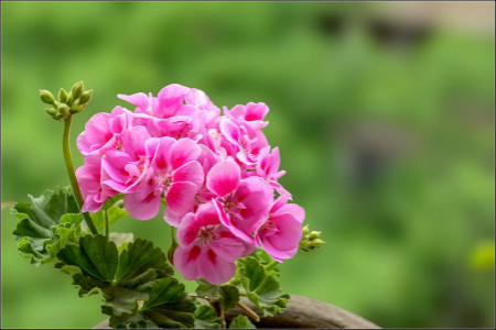 适合春季播种的花