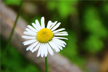 适合春季播种的花