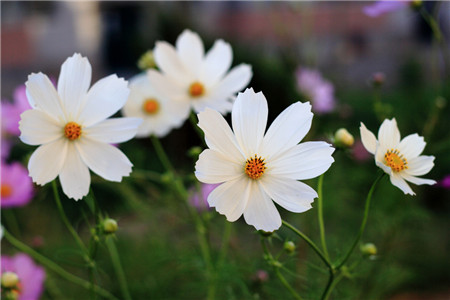适合春季播种的花