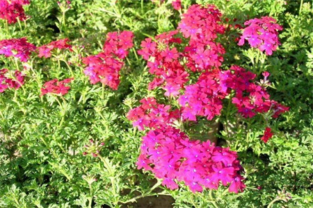 适合春季播种的花