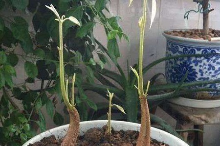 榴莲冬天怎么种植