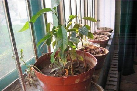 榴莲冬天怎么种植