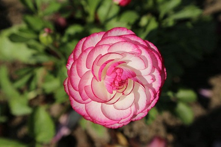 适合春季播种的花