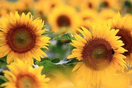 适合春季播种的花