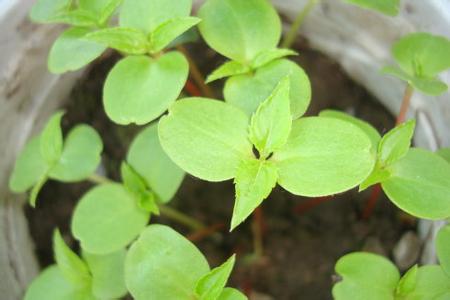 适合春季播种的花