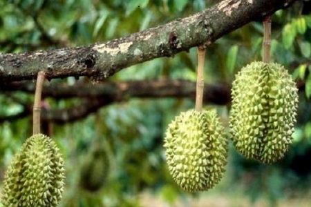 榴莲冬天怎么种植