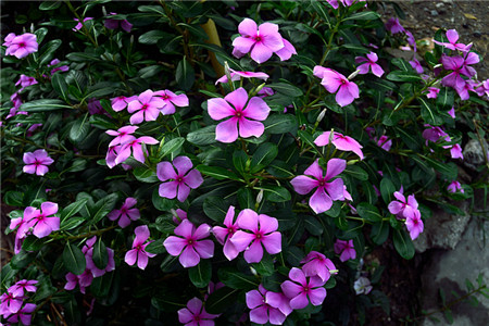 适合春季播种的花