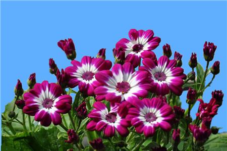 适合春季播种的花