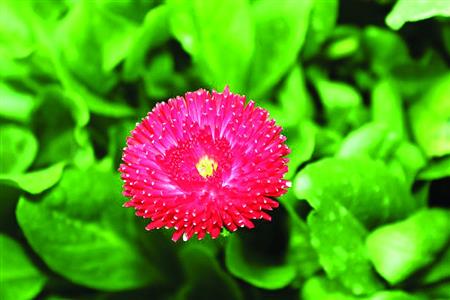 适合春季播种的花