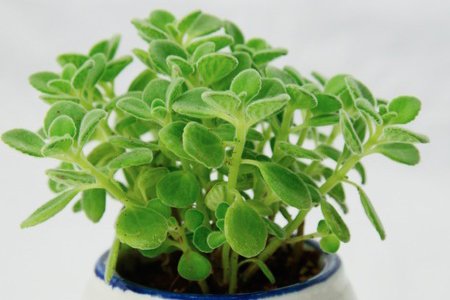 碰碰香有毒吗，可以放在卧室吗