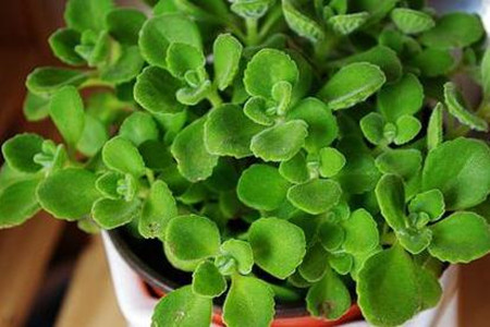 碰碰香有毒吗，可以放在卧室吗