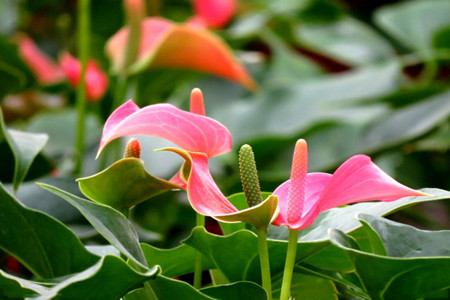 粉掌的养殖办法和注意些什么