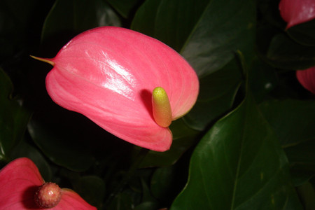 粉掌的养殖办法和注意些什么