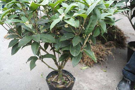 桂花盆栽怎么种植