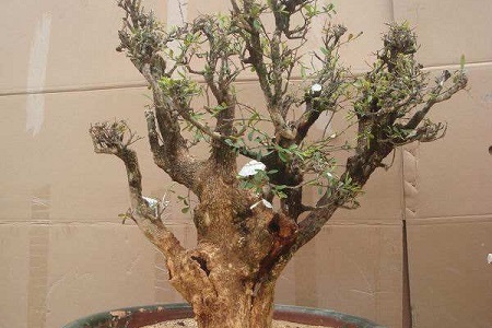 黄杨冬天怎么种植