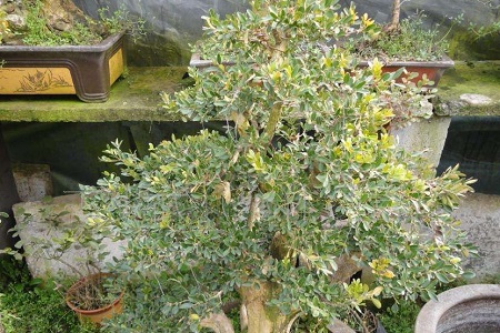 黄杨冬天怎么种植