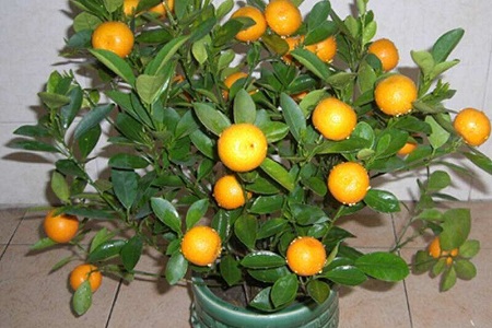 金桔的养殖办法和注意些什么