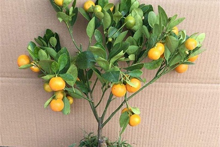 金桔的养殖办法和注意些什么