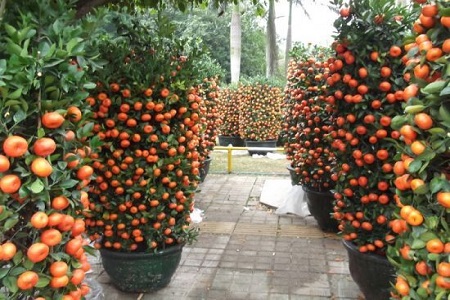 金桔的养殖办法和注意些什么