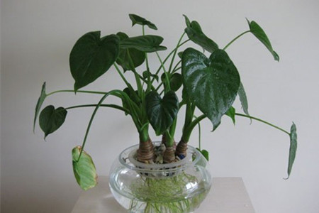 滴水观音怎么浇水