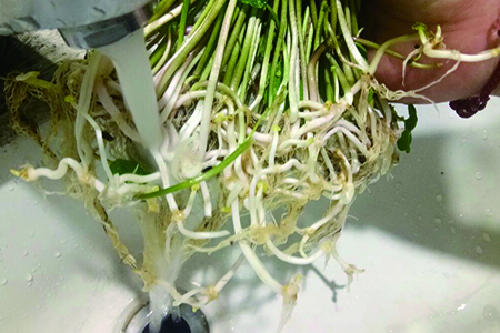 铜钱草水养怎么种植